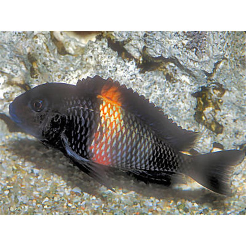 Tropheus moorii brabant /rutu - imagine 3